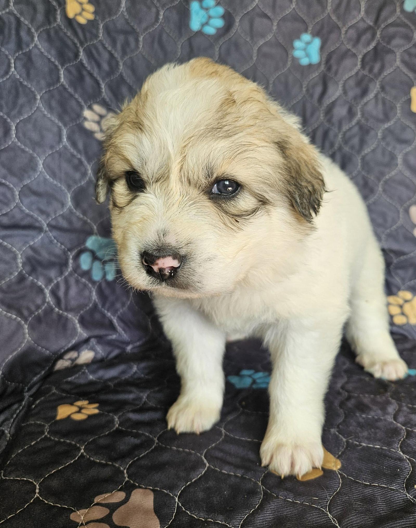 Enlarge Merida, a Adoptable Great Pyrenees in Croydon, NH image 2/3