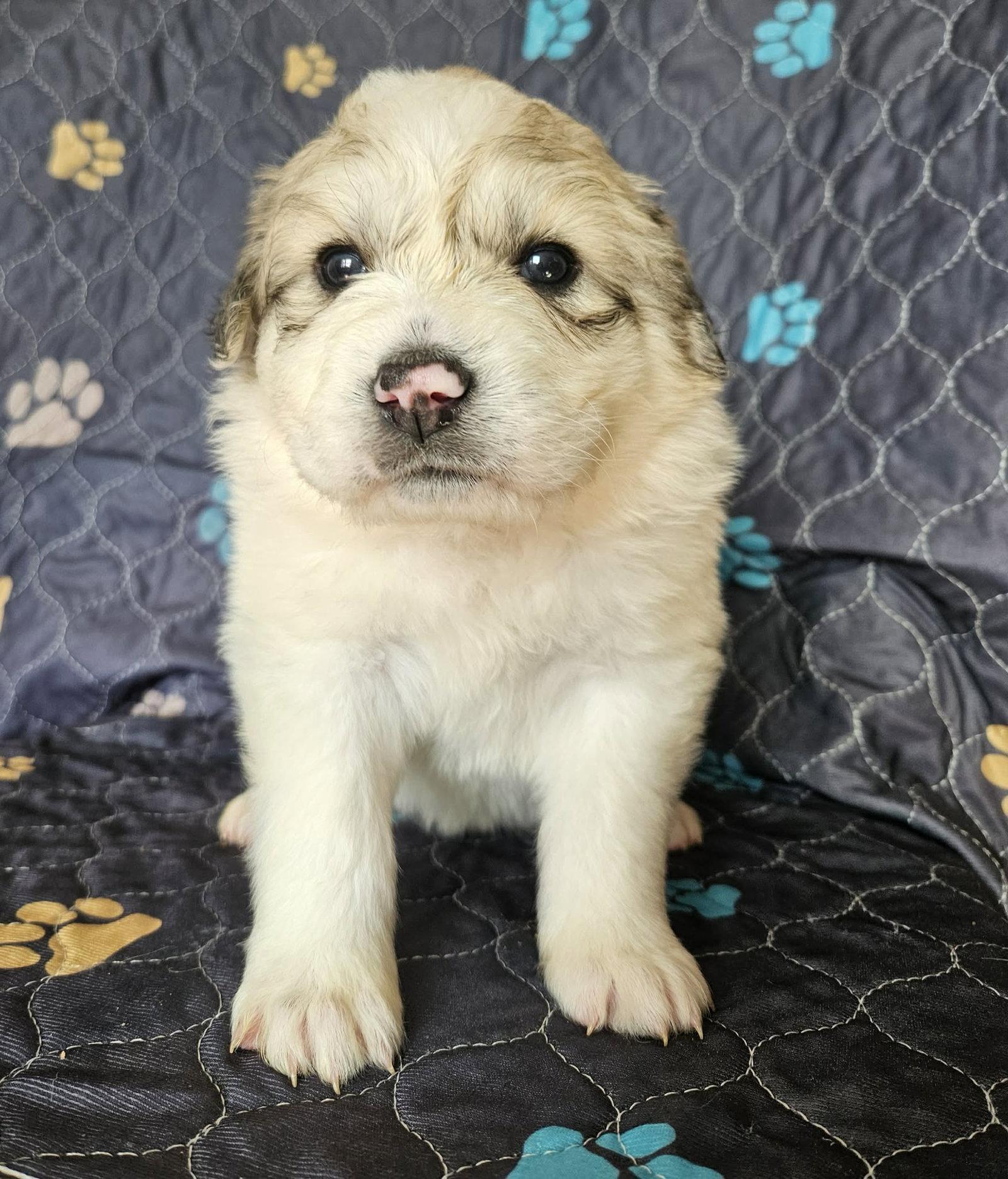 Enlarge Merida, a Adoptable Great Pyrenees in Croydon, NH image 3/3