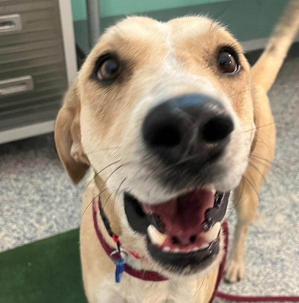 Goldie, Adoptable, Adult Female Coonhound & Labrador Retriever.