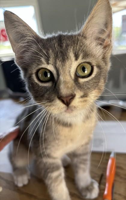 Enlarge Skyla, a Adoptable mixed breed in West Memphis, AR image 1/1