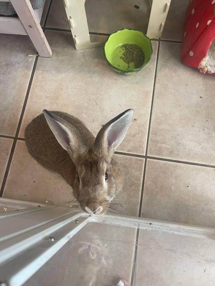 Enlarge Buzz, a Adoptable Flemish Giant in Melbourne, FL image 2/5