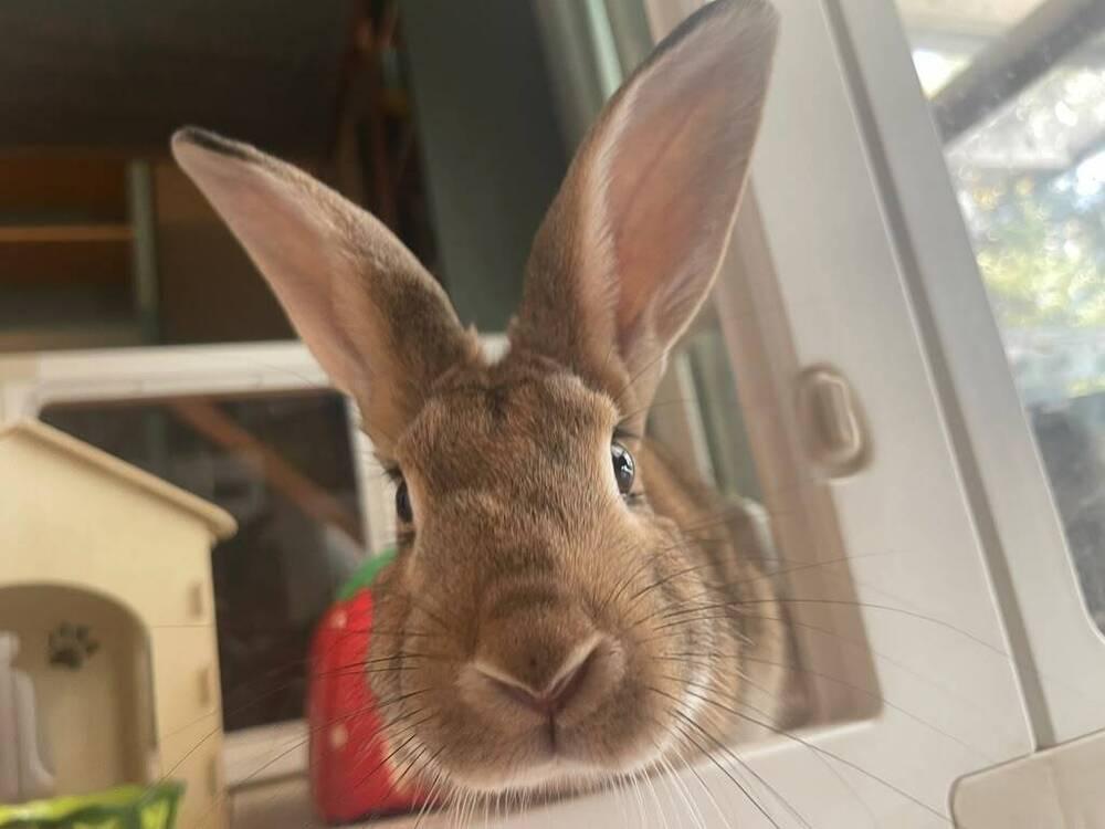Enlarge Buzz, a Adoptable Flemish Giant in Melbourne, FL image 3/5