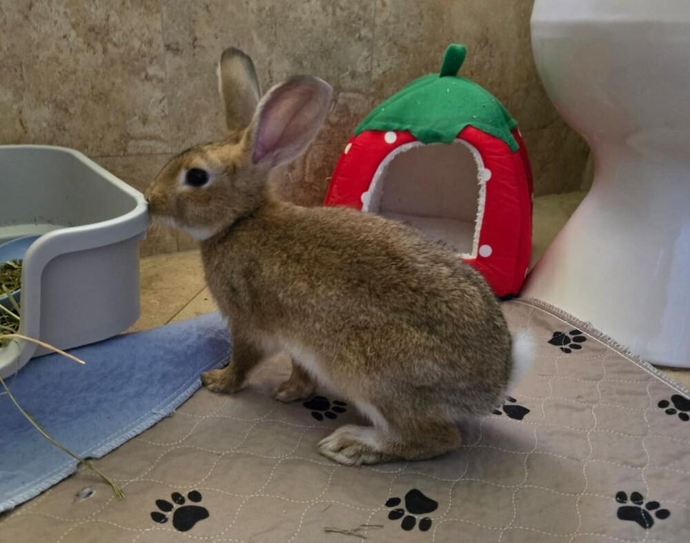 Enlarge Buzz, a Adoptable Flemish Giant in Melbourne, FL image 4/5