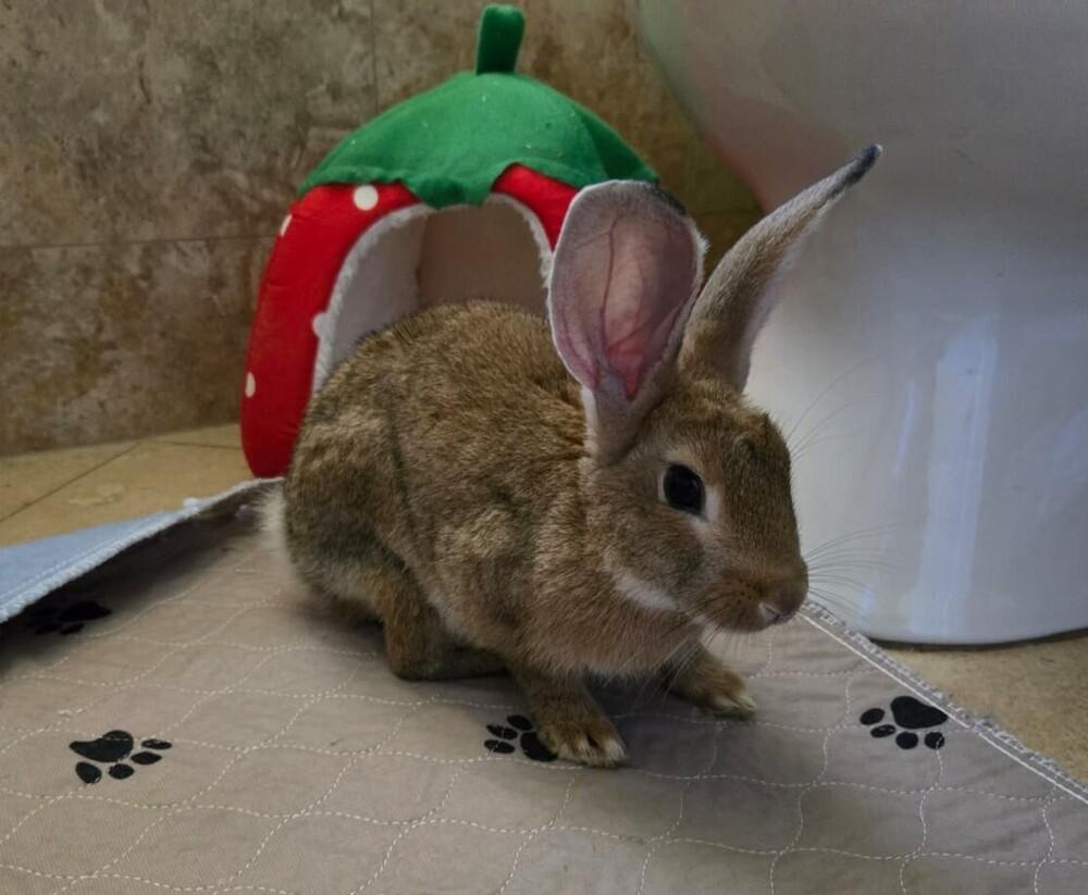 Enlarge Buzz, a Adoptable Flemish Giant in Melbourne, FL image 5/5