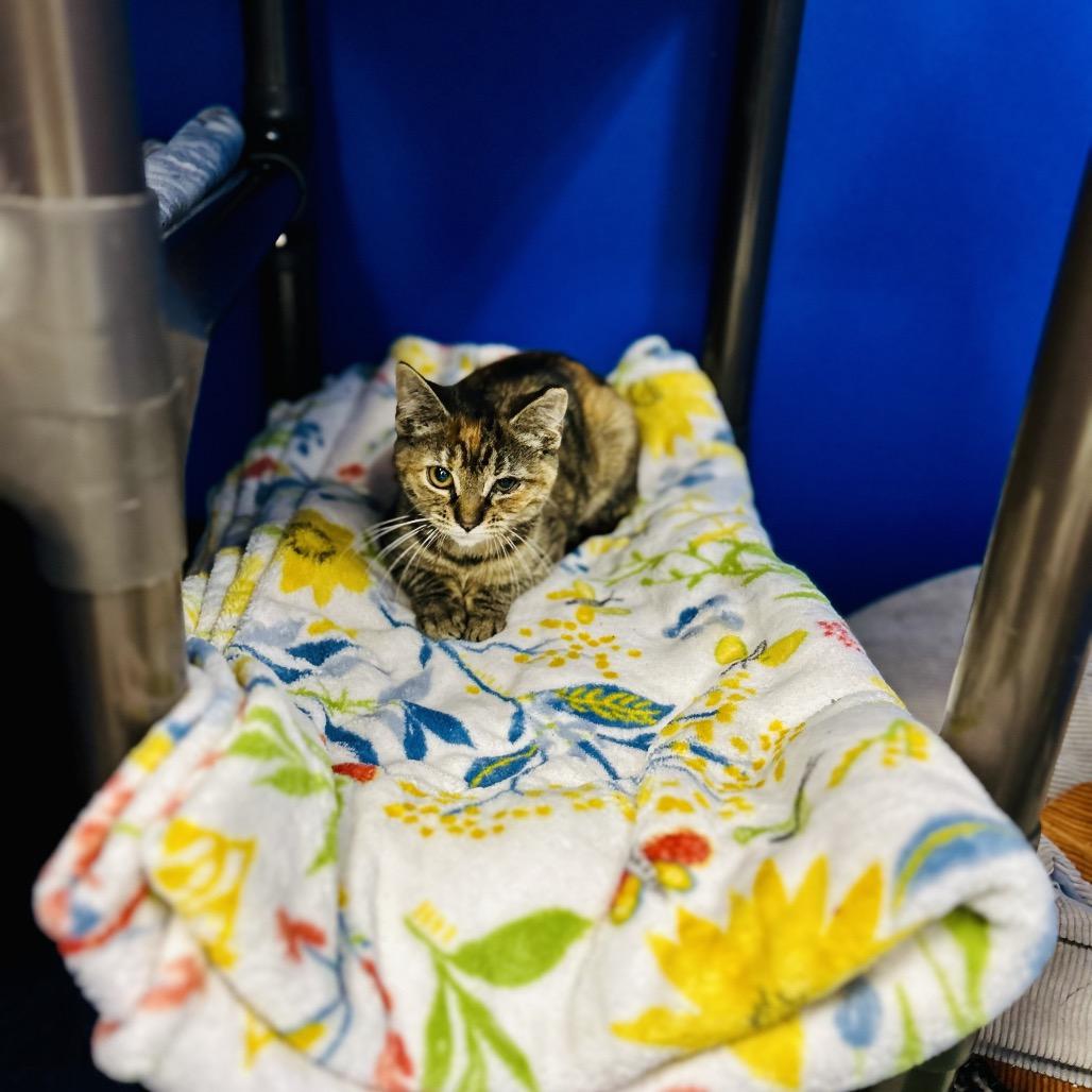 Shower Cap, Adoptable, Young Female Domestic Short Hair.
