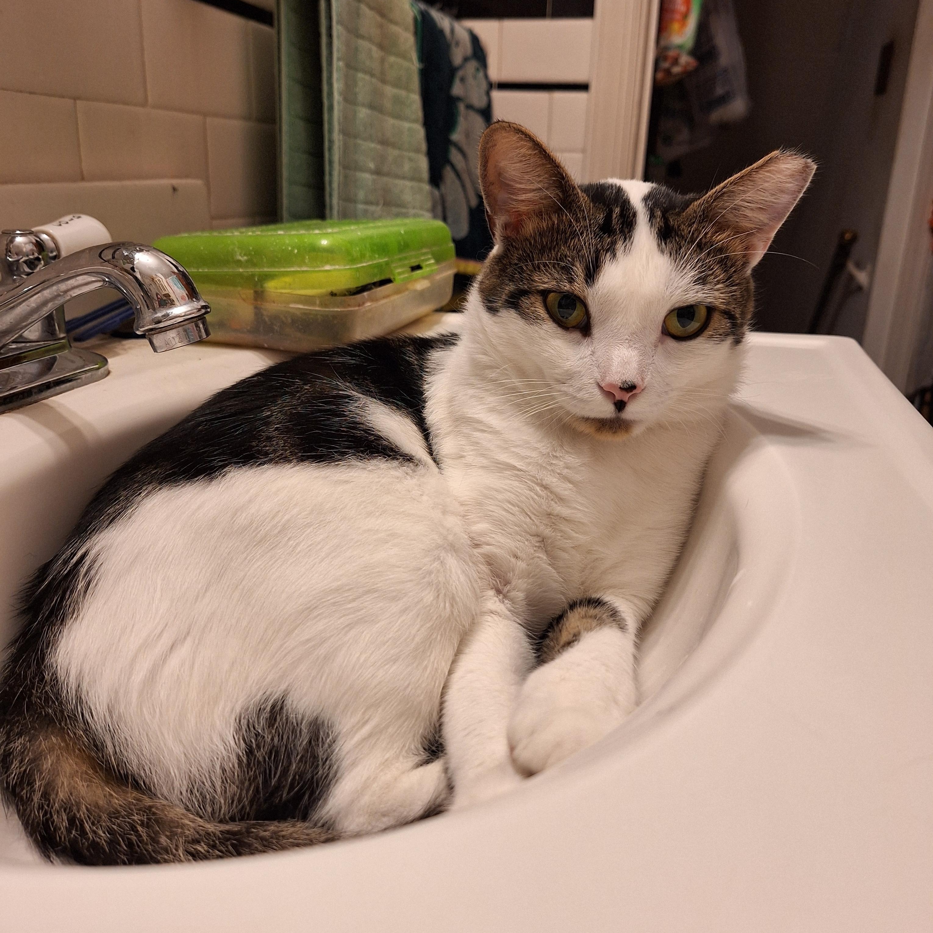 Enlarge Fernando, a Adoptable mixed breed in Baltimore, MD image 1/3