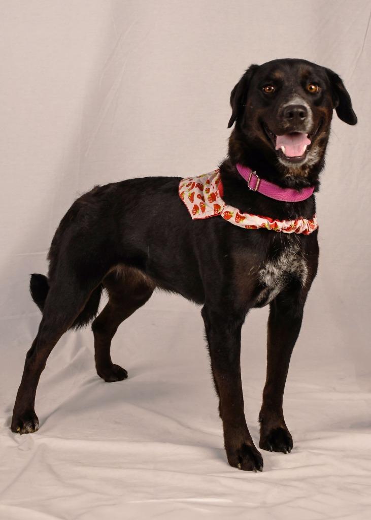 Sally, a Adoptable mixed breed in Logan, UT image 1/3