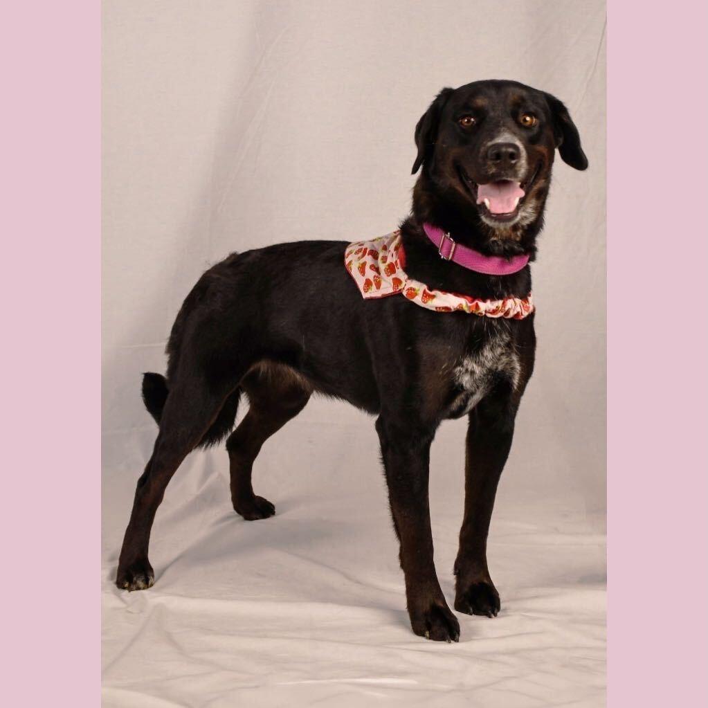 Enlarge Sally, a Adoptable mixed breed in Logan, UT image 1/3