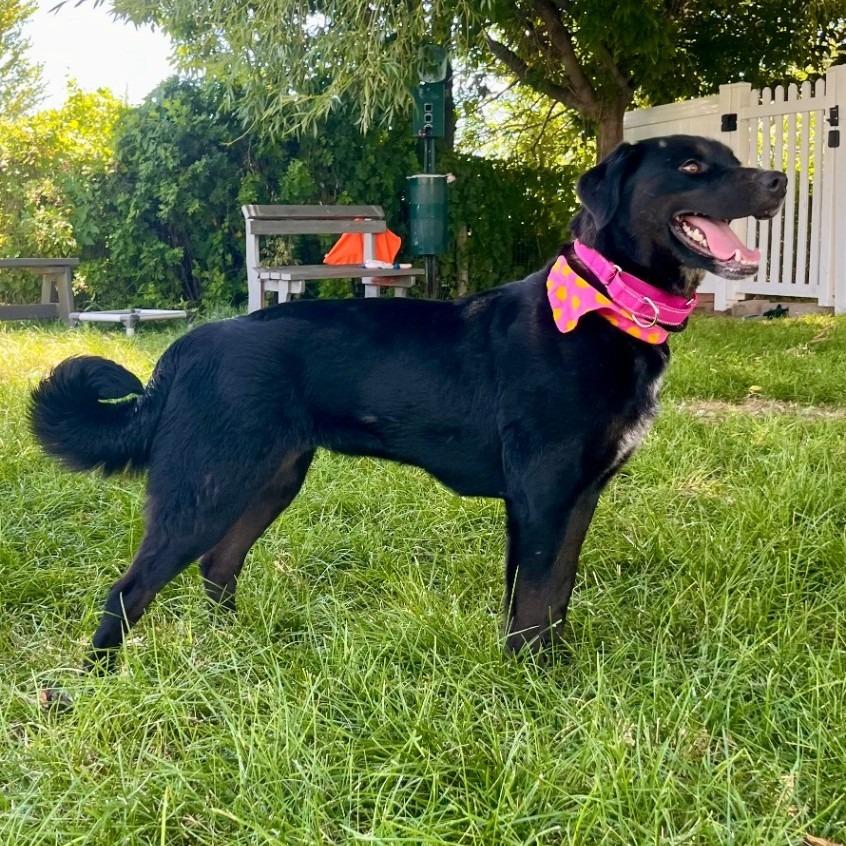 Sally, Adoptable, Young Female Labrador Retriever & Border Collie.