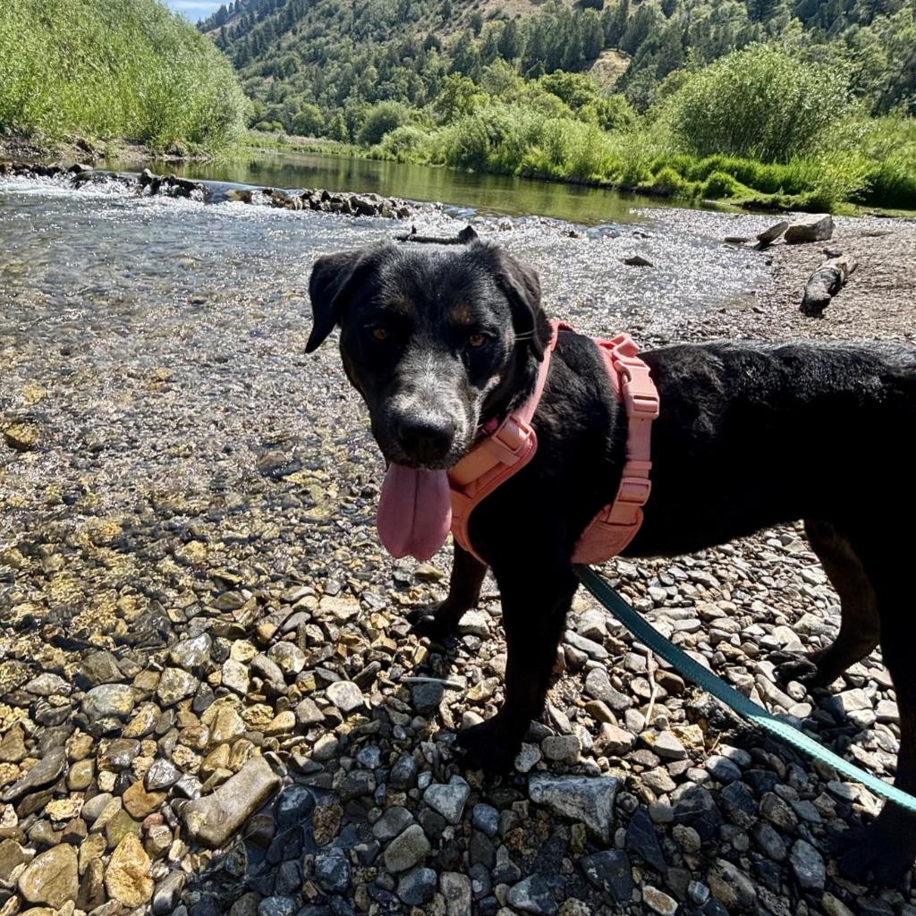 Enlarge Sally, a Adoptable mixed breed in Logan, UT image 2/2