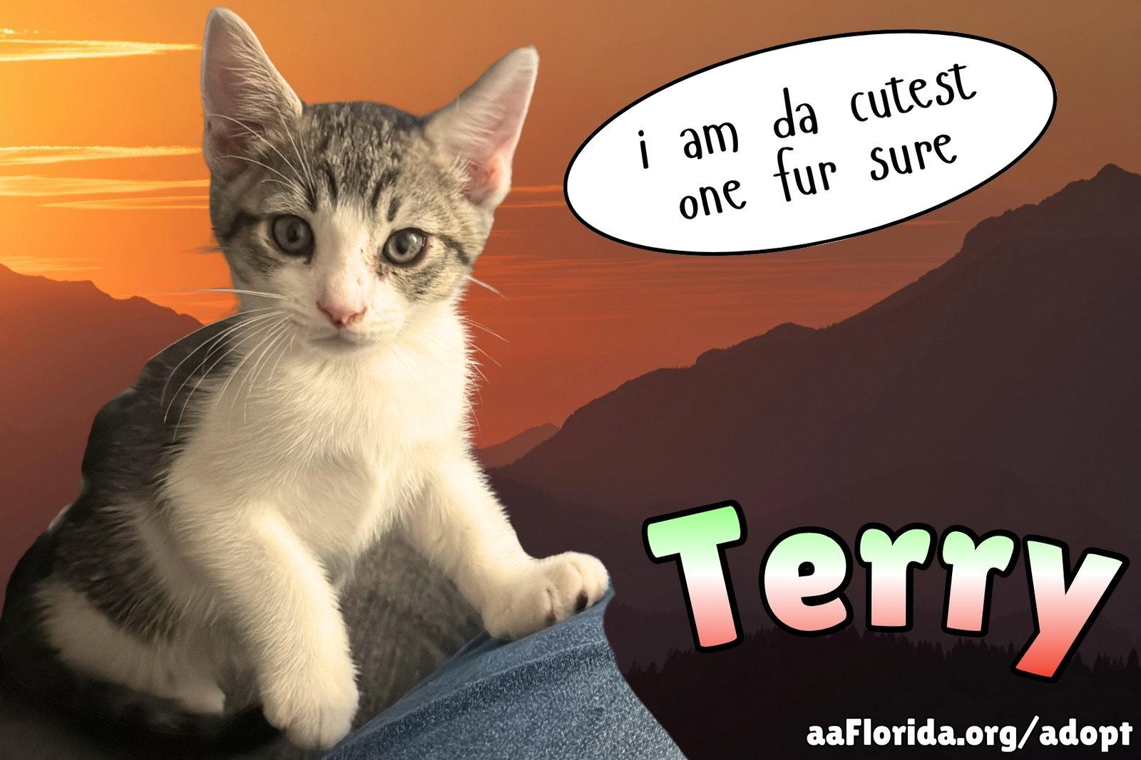Terry, Adopted, Young Male Tabby & Domestic Short Hair.