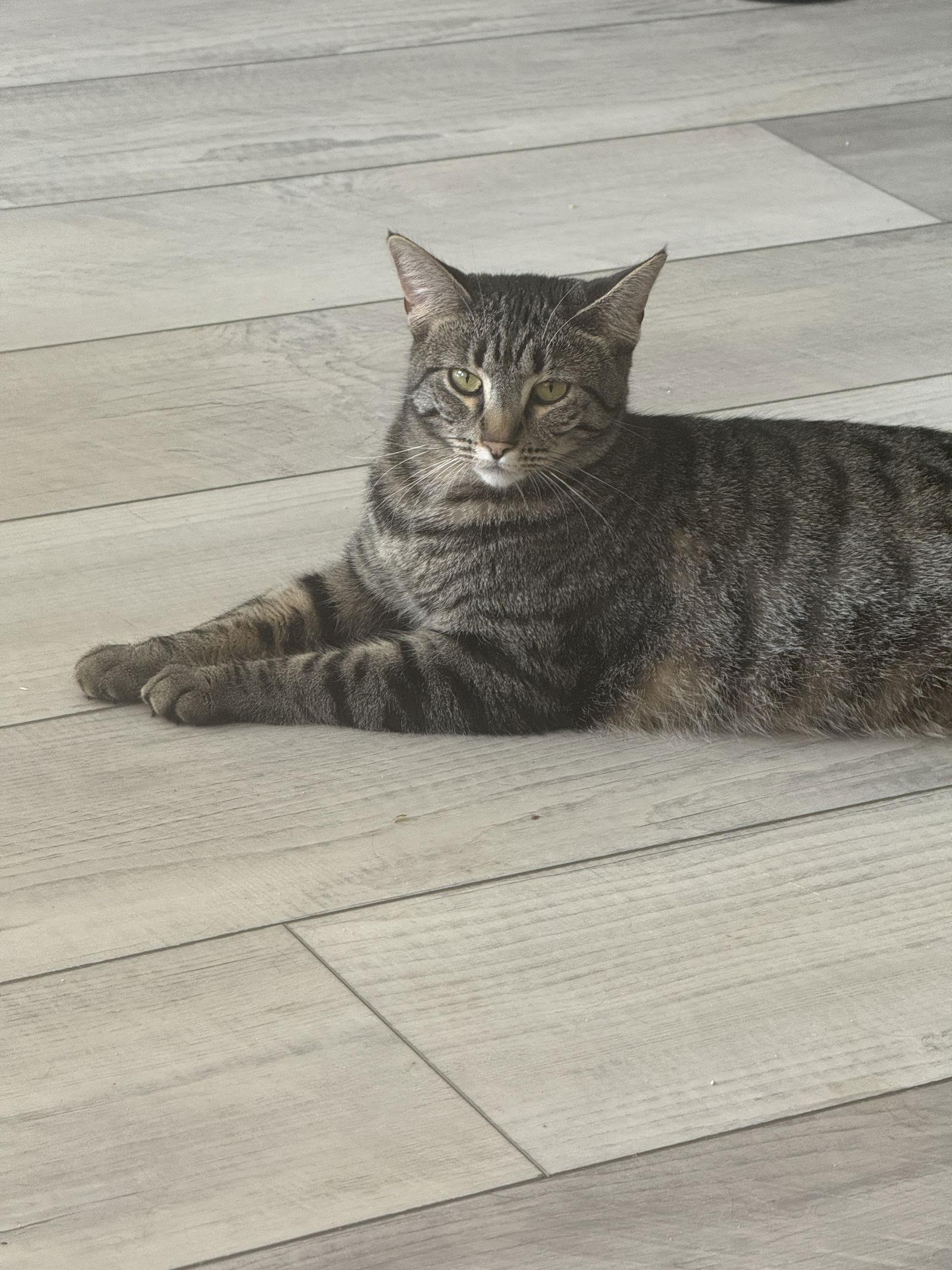 Daphne Bridgerton, Adoptable, Young Female Tabby & Domestic Short Hair.