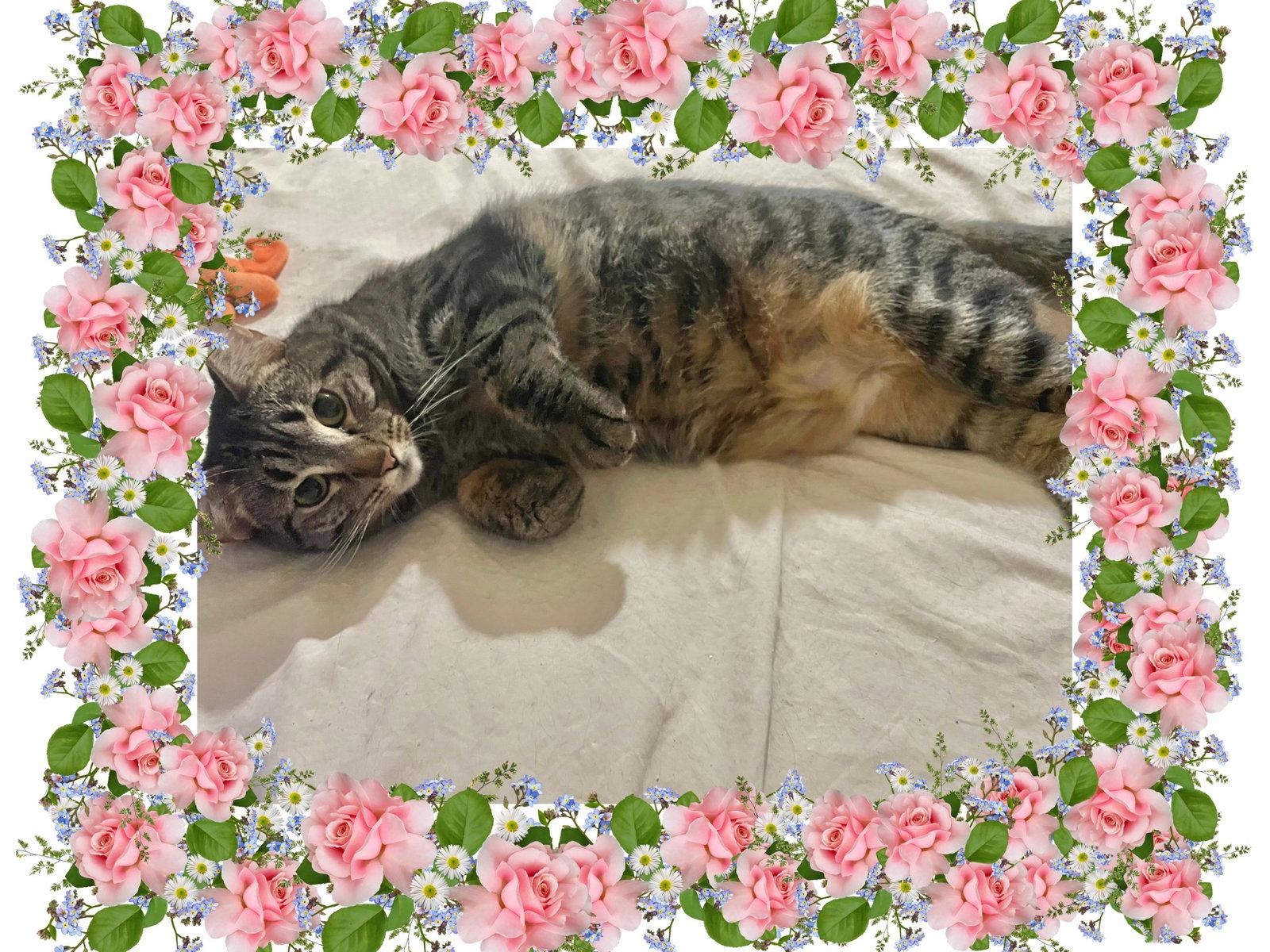 Enlarge Daphne Bridgerton, a Adoptable mixed breed in Laguna Niguel, CA image 2/3