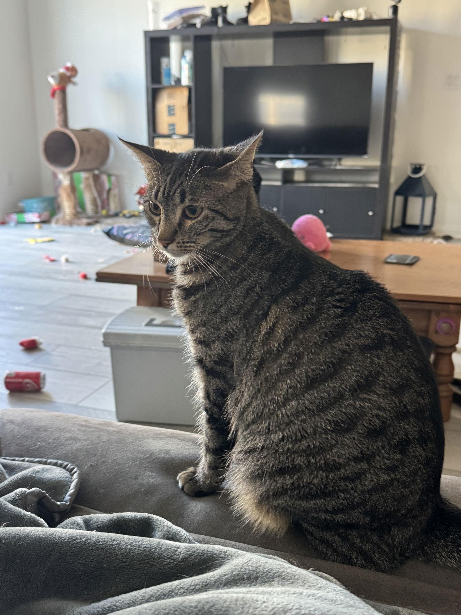 Daphne Bridgerton, a Adoptable mixed breed in Laguna Niguel, CA image 2/3