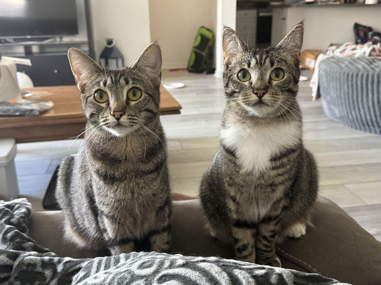 Daphne Bridgerton, a Adoptable mixed breed in Laguna Niguel, CA image 3/3