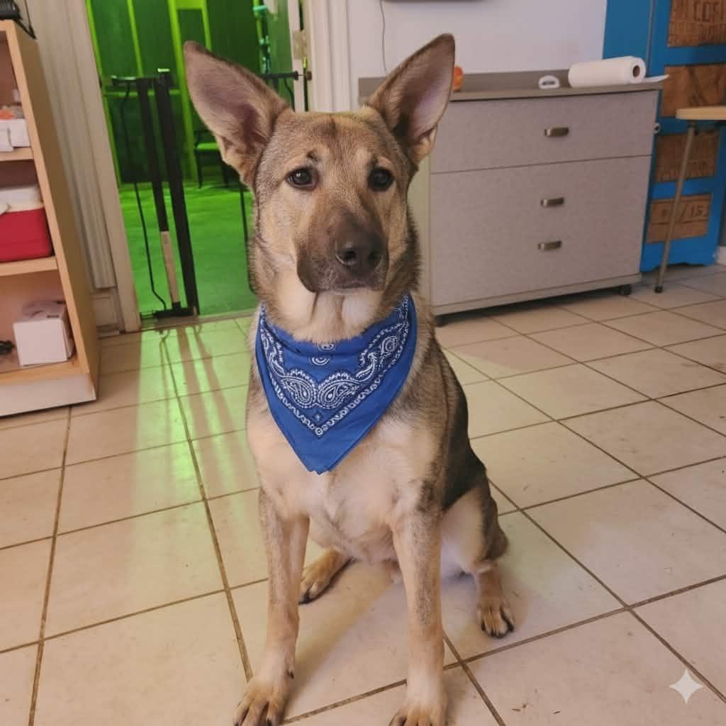 Enlarge Cash, a Adoptable German Shepherd Dog in Olney, IL image 1/1