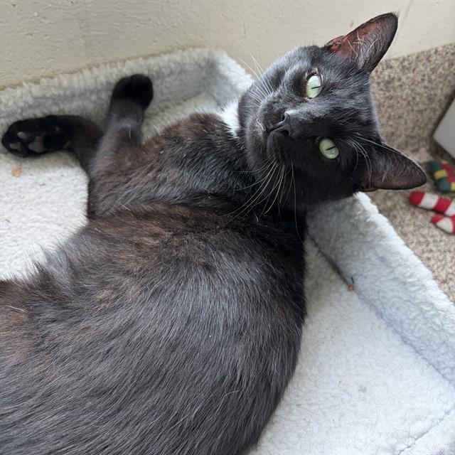 HERRING, Adoptable, Young Male Domestic Short Hair.