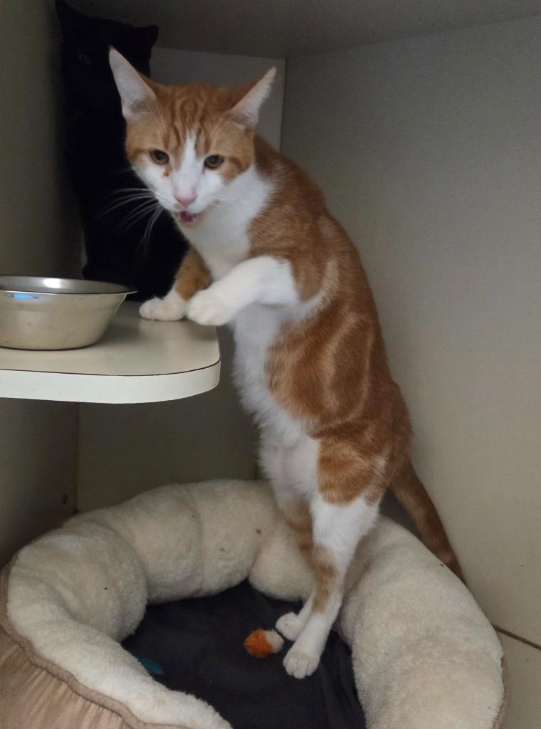 Firestar, Adoptable, Young Male Domestic Short Hair.