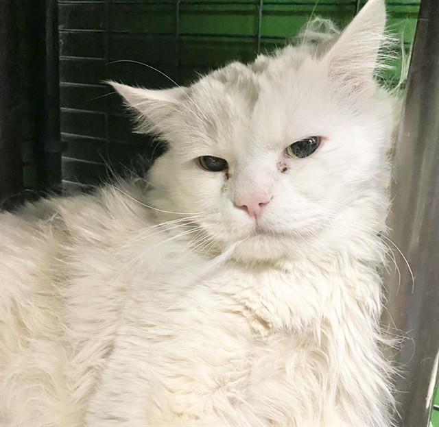 THUNDER PAWS, Adoptable, Adult Male Domestic Long Hair & Domestic Short Hair.