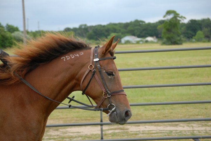 Red Cookie, Adopted, Adult Female Standardbred.