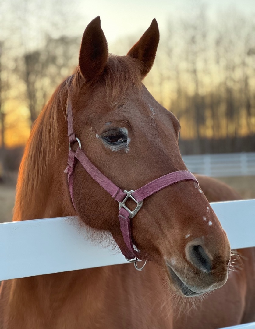 Red Cookie, a Adopted Standardbred in Wall, NJ image 2/6
