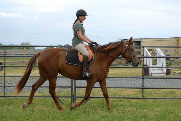 Red Cookie, a Adopted Standardbred in Wall, NJ image 4/6
