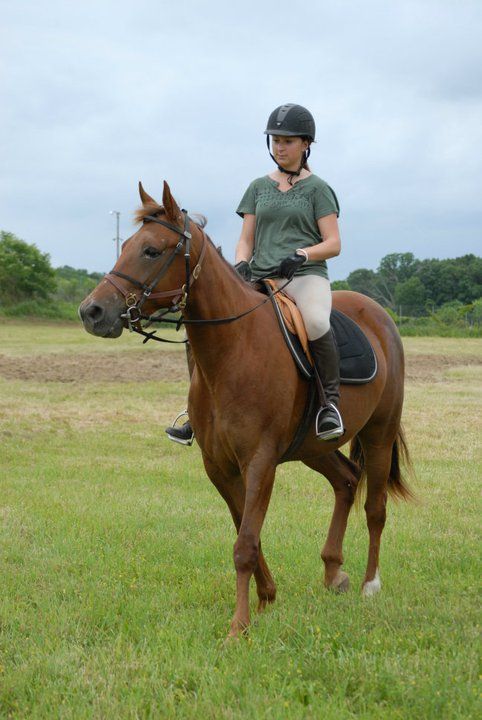 Red Cookie, a Adopted Standardbred in Wall, NJ image 5/6