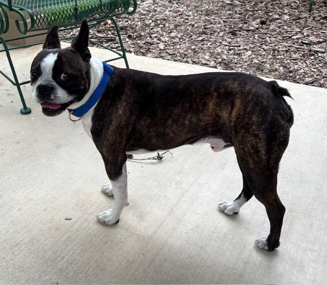 Bruno, Adopted, Adult Male Boston Terrier.