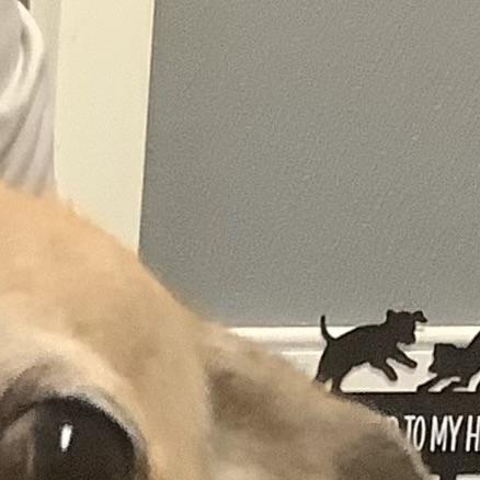 Enlarge Fat cow, an adopted Chihuahua in Gloucester, VA image 3/3