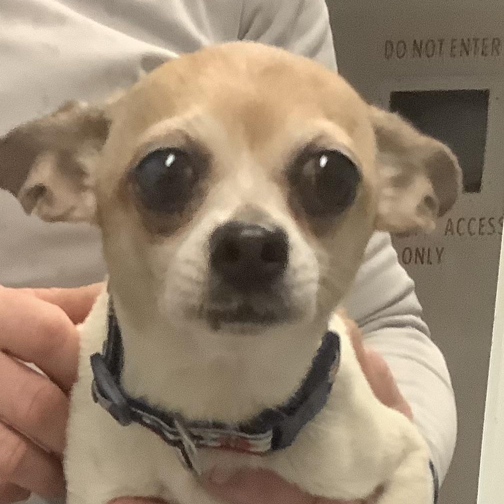 Enlarge Fat cow, an adopted Chihuahua in Gloucester, VA image 1/3