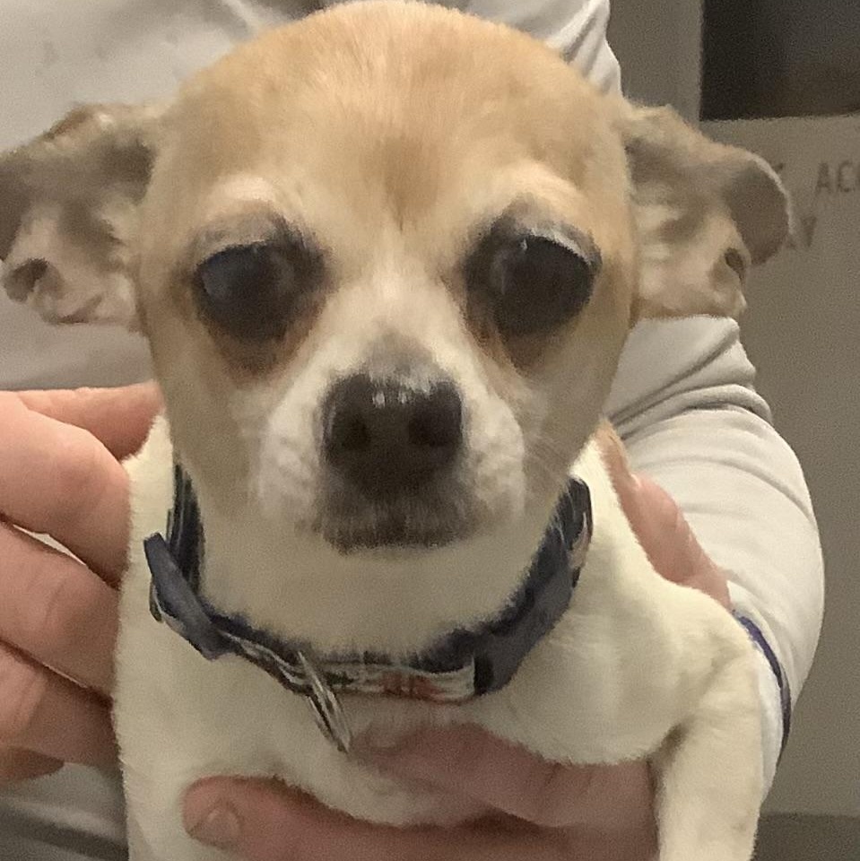 Enlarge Fat cow, an adopted Chihuahua in Gloucester, VA image 2/3