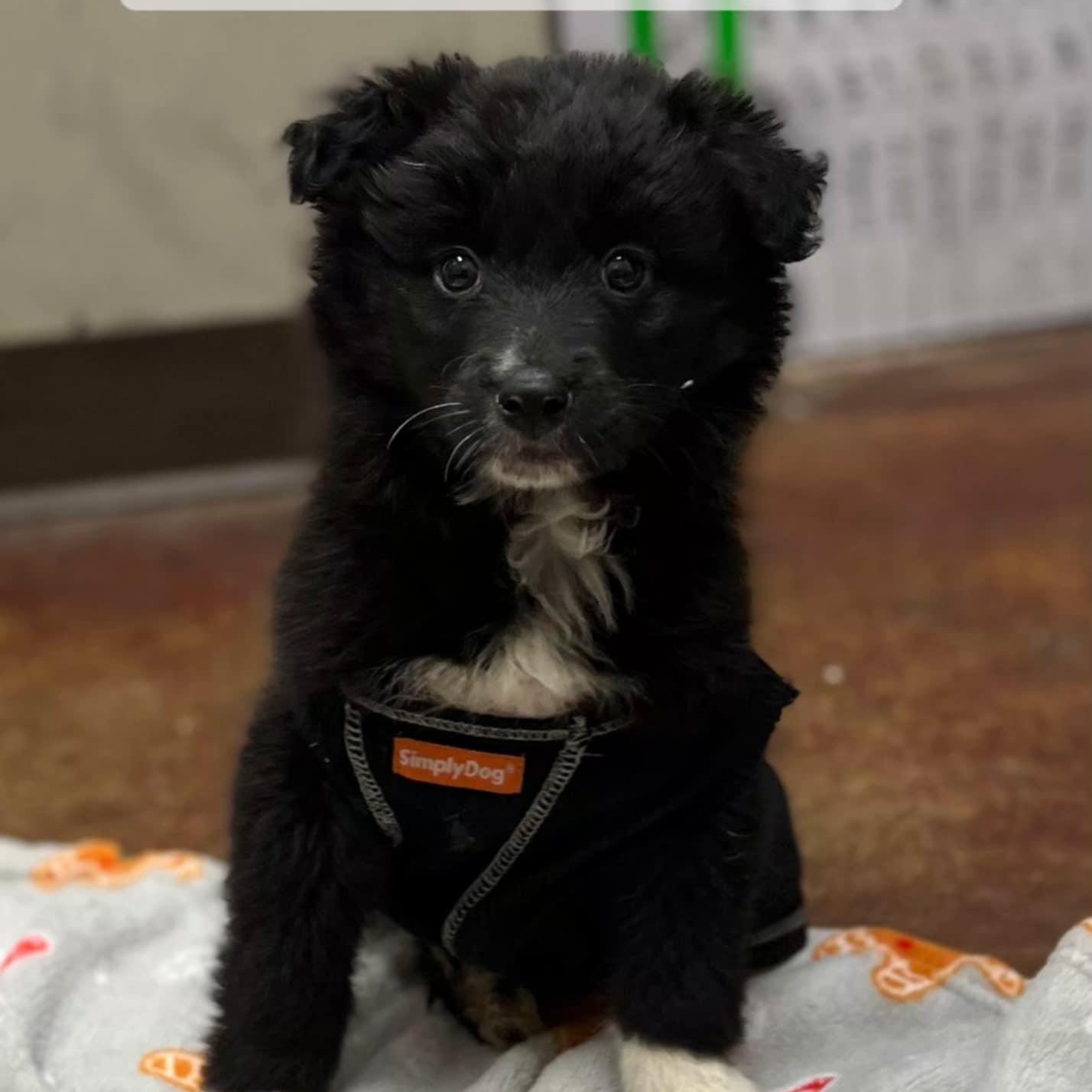 Ringo, ADOPTABLE, Puppy Male Border Collie.
