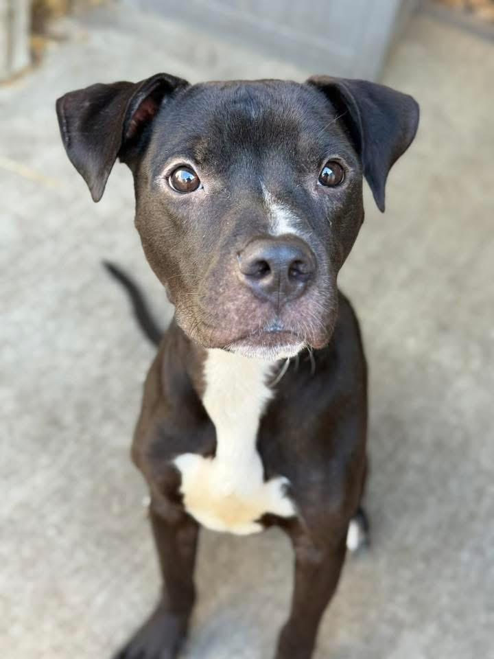 Enlarge Prometheus, an adopted Pit Bull Terrier in Chicago, IL image 3/5