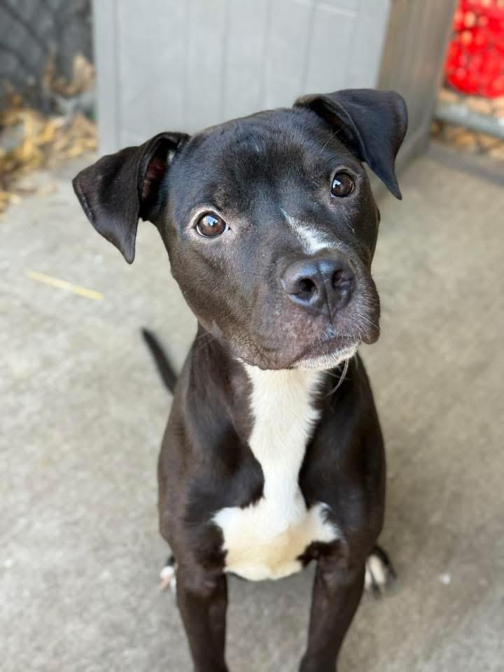 Enlarge Prometheus, an adopted Pit Bull Terrier in Chicago, IL image 1/5