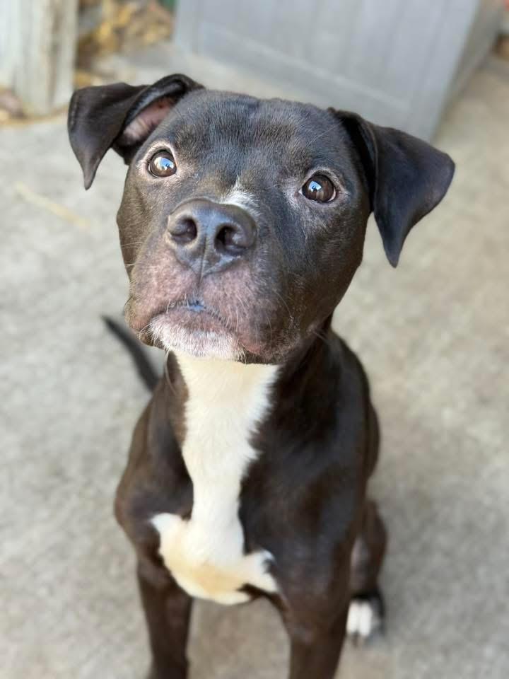 Enlarge Prometheus, an adopted Pit Bull Terrier in Chicago, IL image 4/5