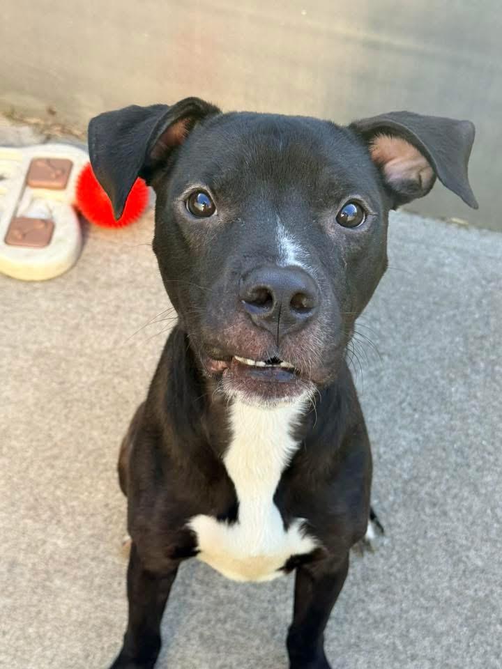 Enlarge Prometheus, an adopted Pit Bull Terrier in Chicago, IL image 5/5