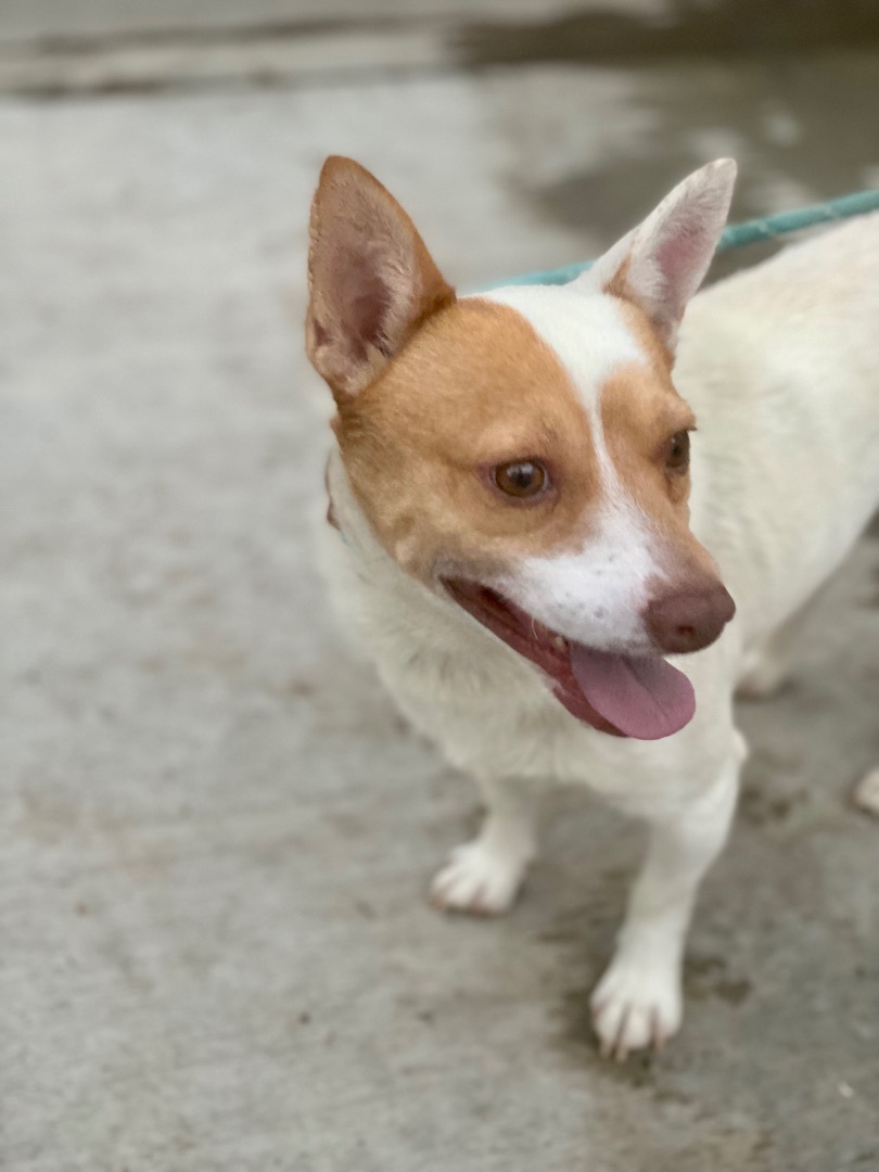 Enlarge Jasper, a Adoptable mixed breed in Newport Beach, CA image 1/6