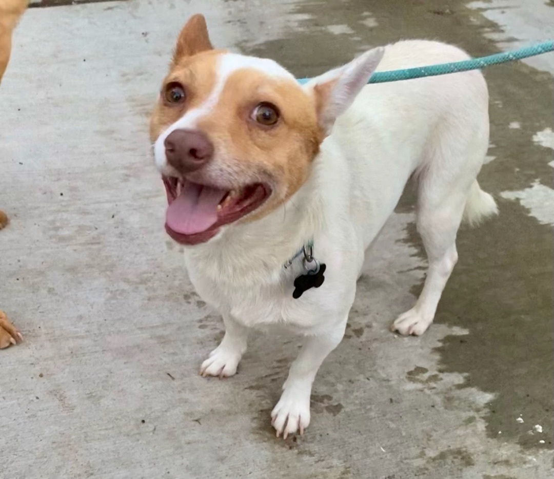 Enlarge Jasper, a Adoptable mixed breed in Newport Beach, CA image 3/6