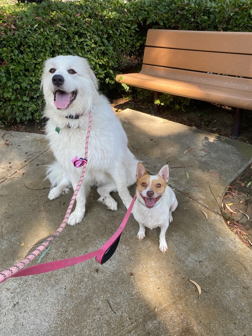 Enlarge Jasper, a Adoptable mixed breed in Newport Beach, CA image 4/6
