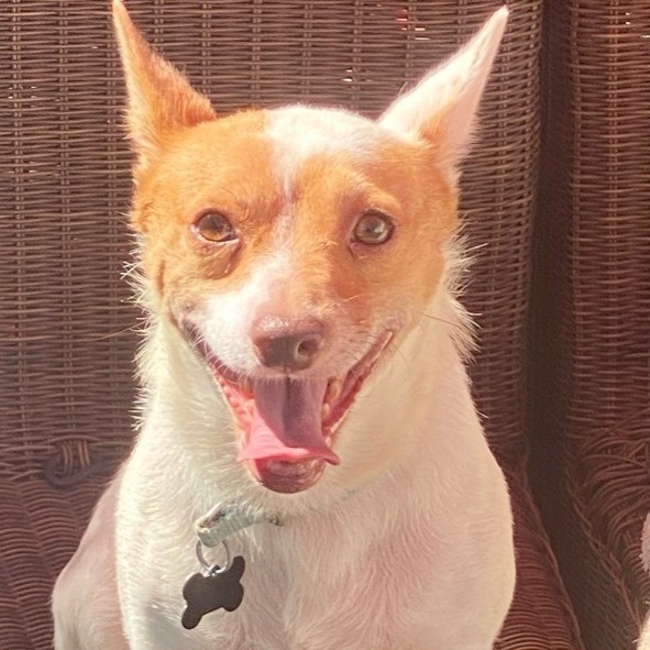 Enlarge Jasper, a Adoptable mixed breed in Newport Beach, CA image 5/6