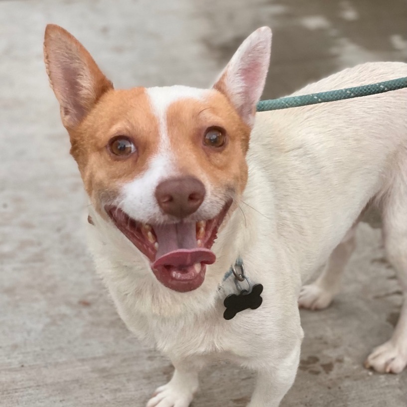Enlarge Jasper, a Adoptable mixed breed in Newport Beach, CA image 6/6