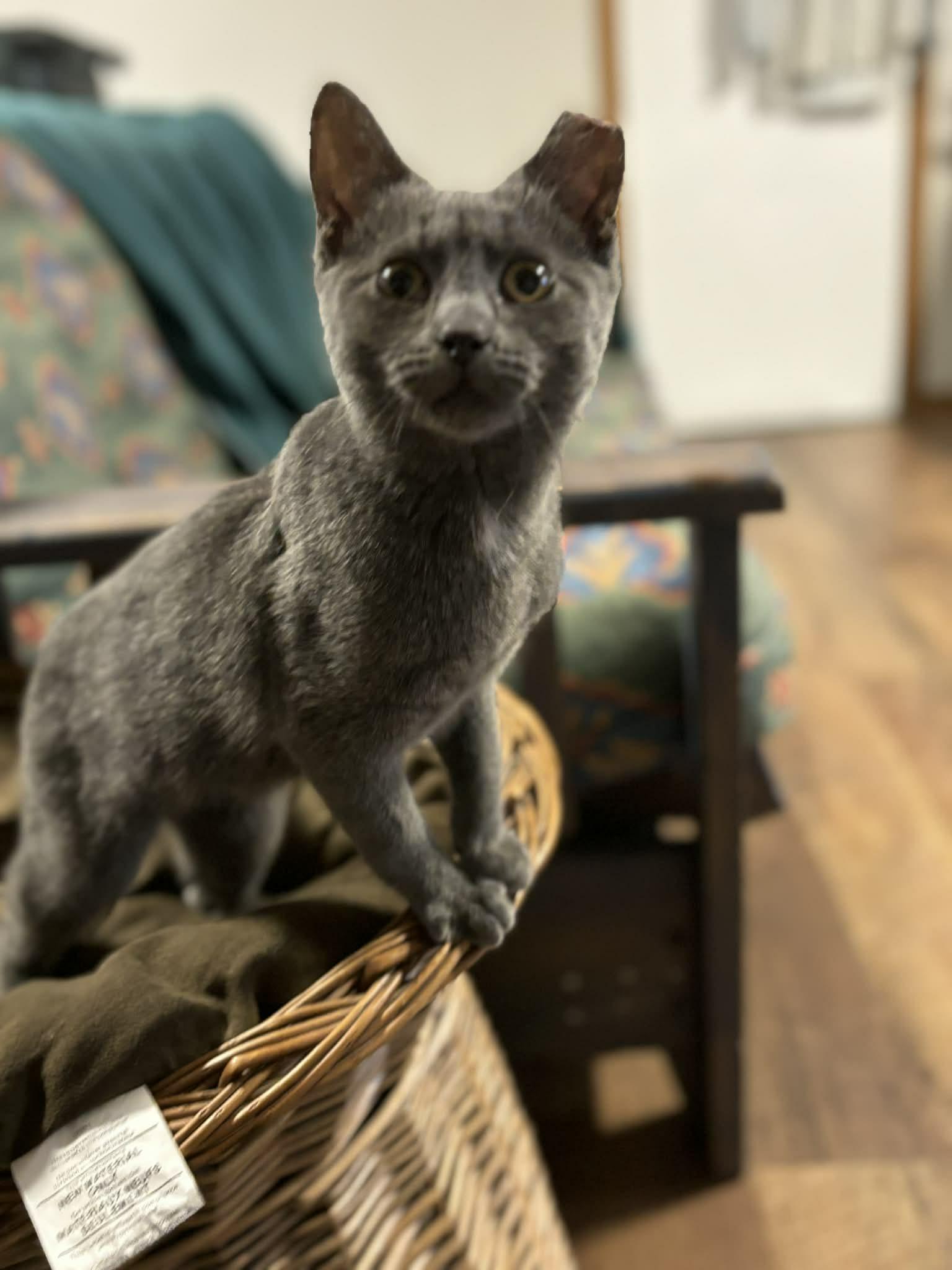 Mercedes, Adoptable, Kitten Female Domestic Short Hair.