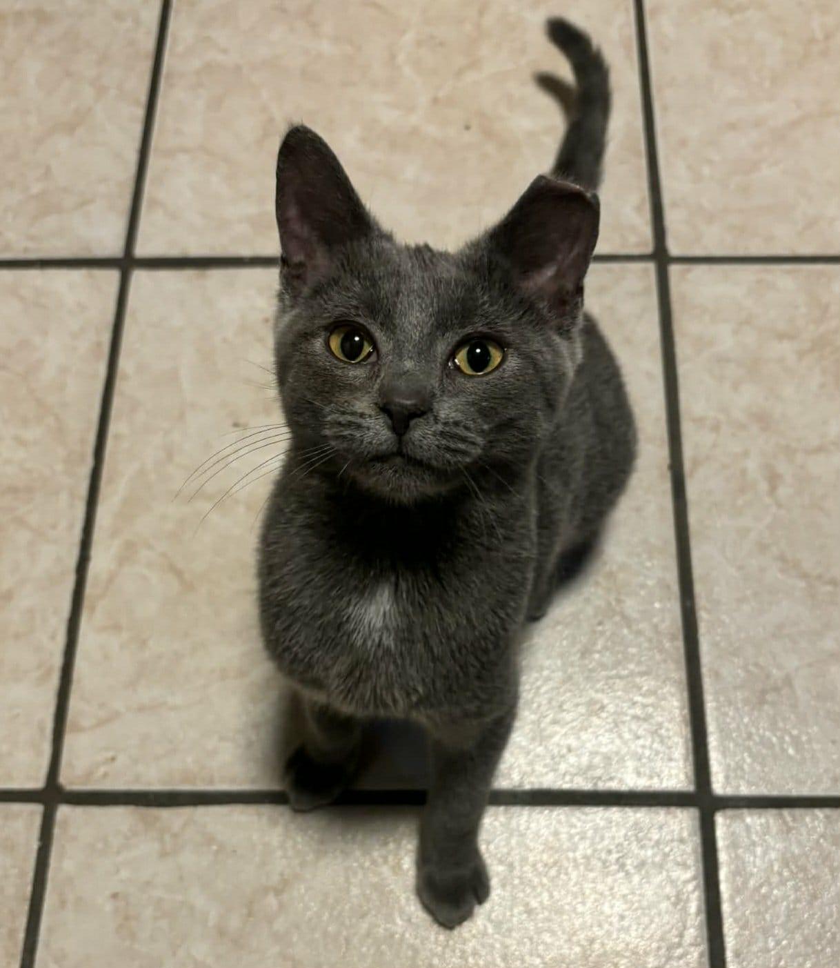 Enlarge Mercedes, a Adoptable Domestic Short Hair in Shakespeare, ON image 3/6