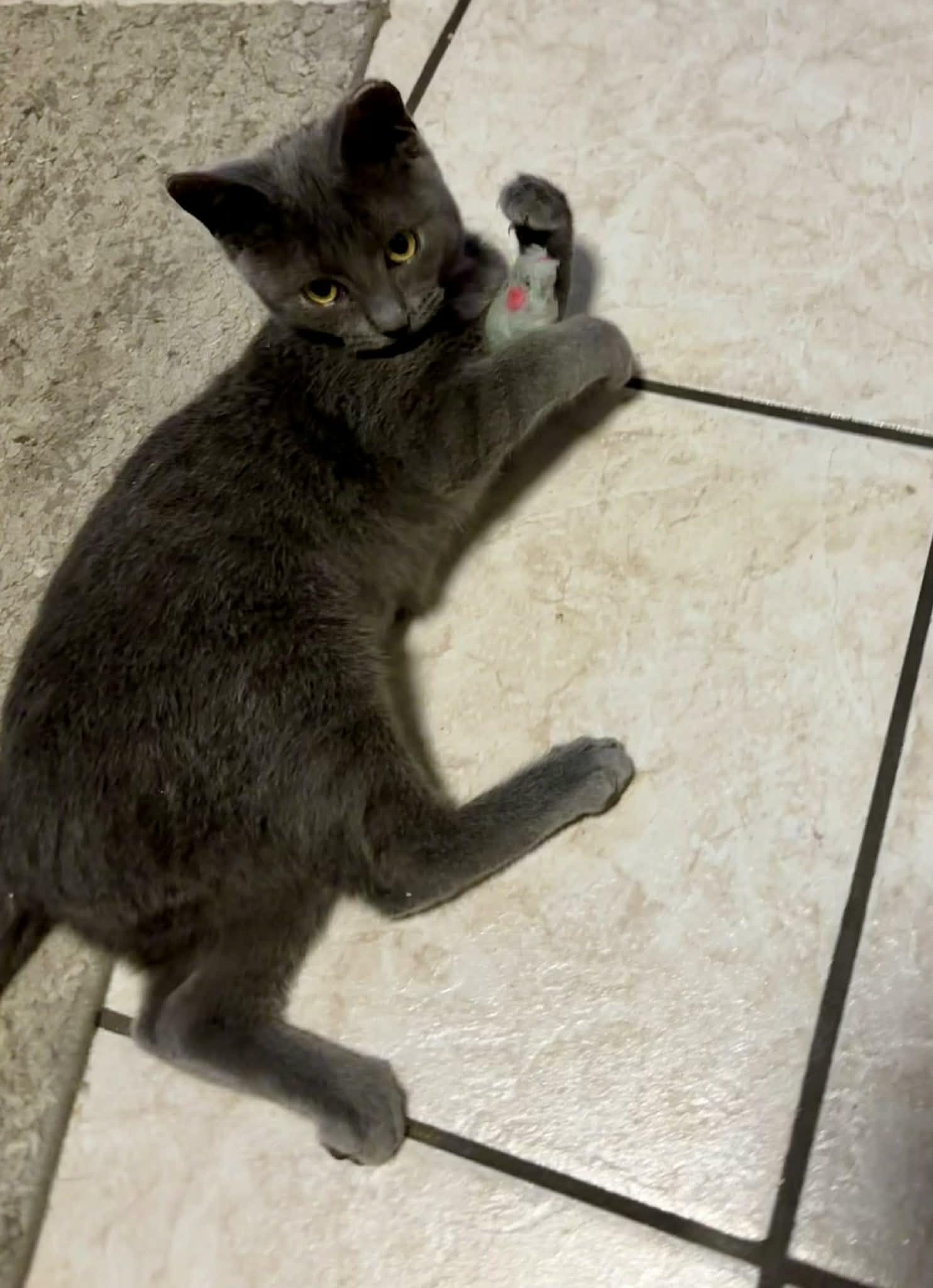 Enlarge Mercedes, a Adoptable Domestic Short Hair in Shakespeare, ON image 5/6