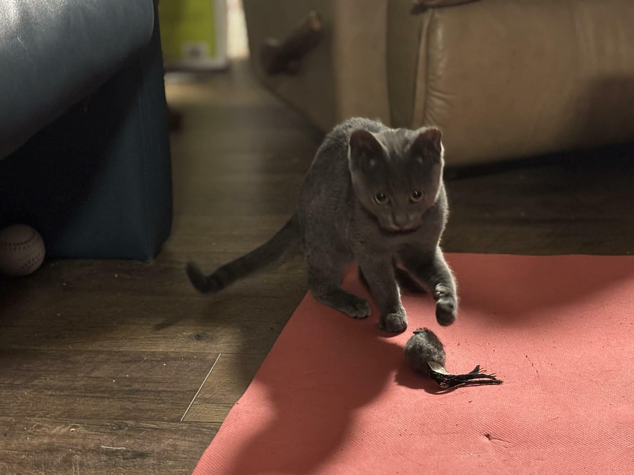 Enlarge Mercedes, a Adoptable Domestic Short Hair in Shakespeare, ON image 6/6