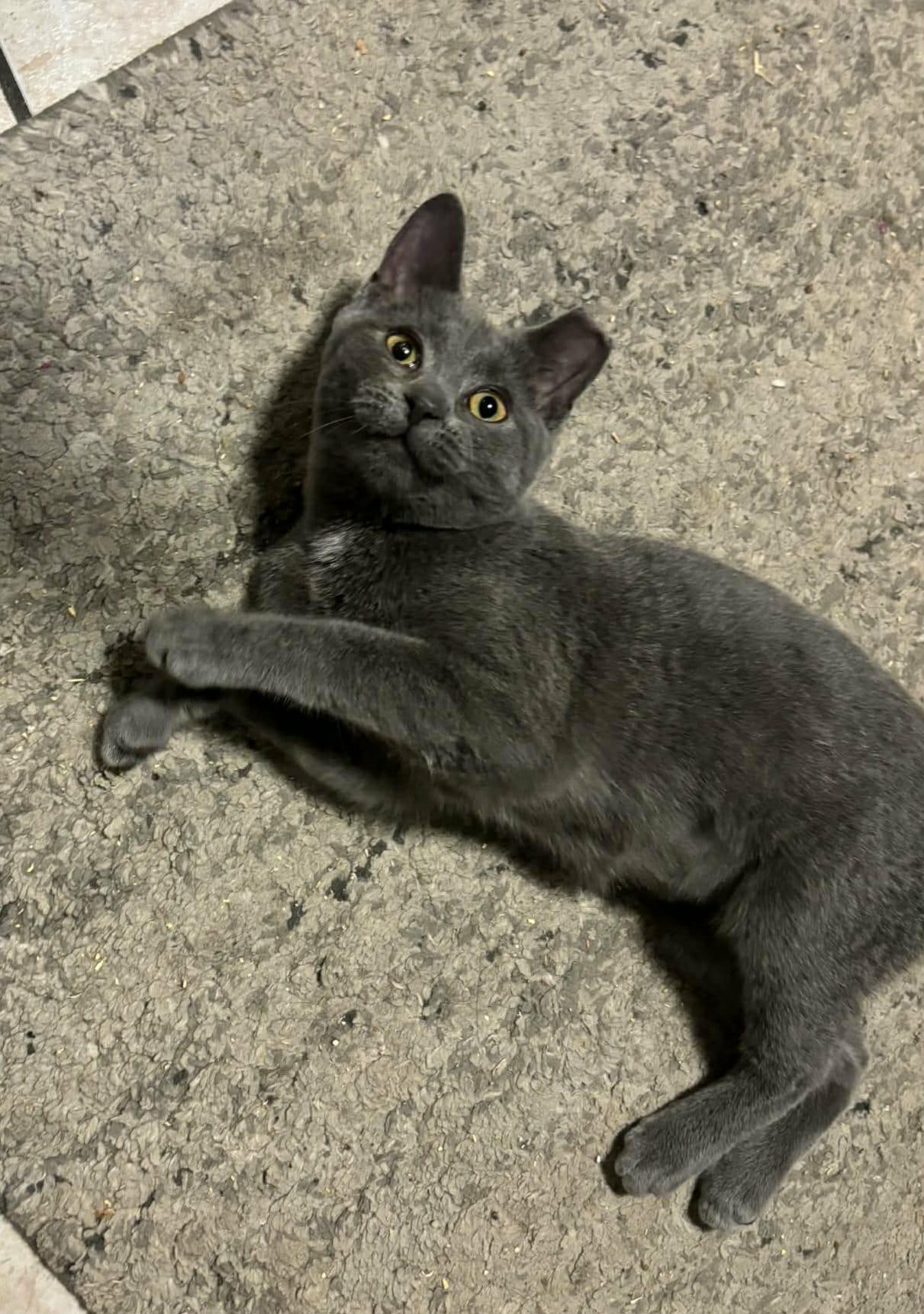 Enlarge Mercedes, a Adoptable Domestic Short Hair in Shakespeare, ON image 2/6