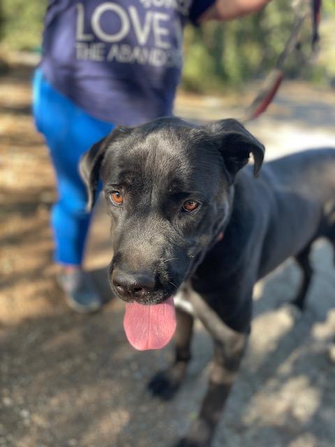 Faith - Courtesy Listing, Adoptable, Adult Female Flat-Coated Retriever & Mastiff.