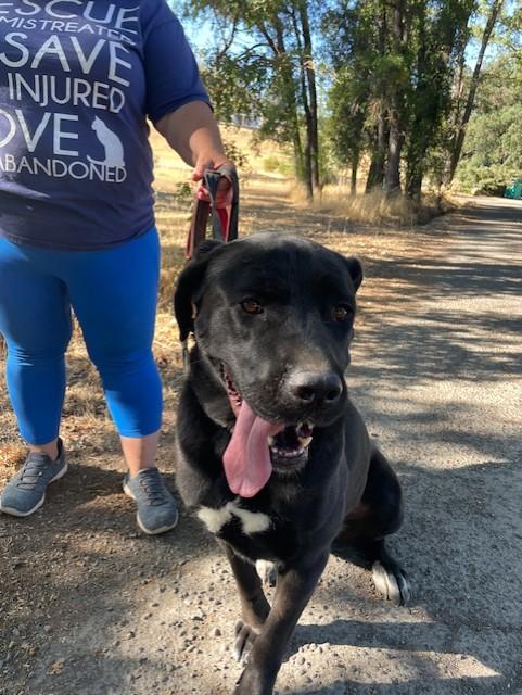 Faith - Courtesy Listing, a Adoptable mixed breed in Willits , CA image 3/4