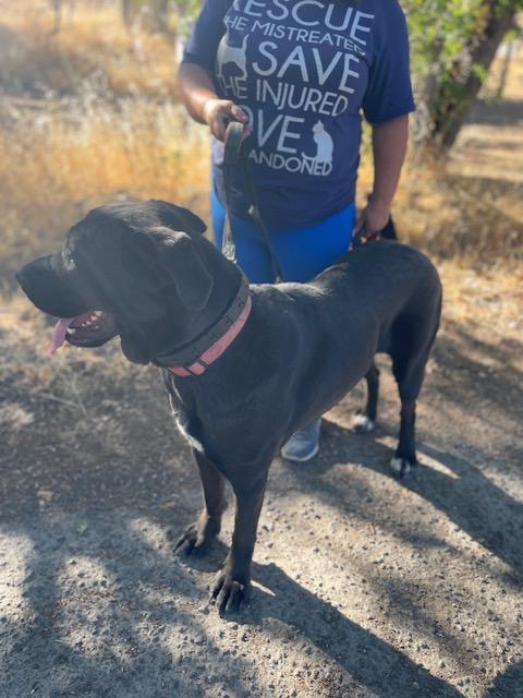 Faith - Courtesy Listing, a Adoptable mixed breed in Willits , CA image 4/4