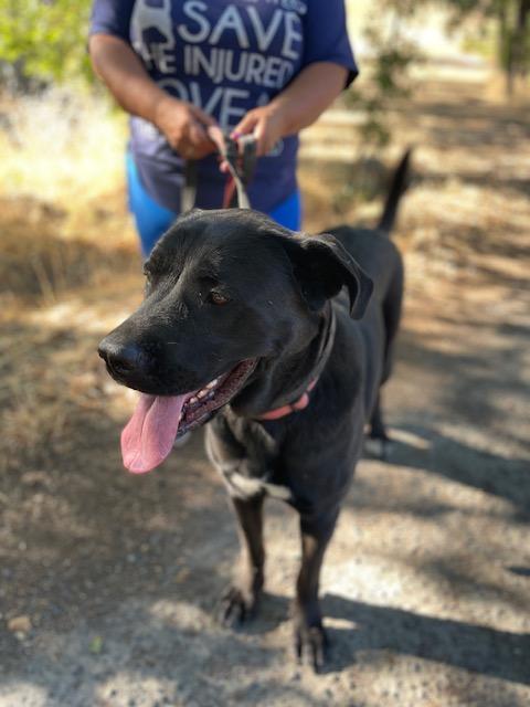 Faith - Courtesy Listing, a Adoptable mixed breed in Willits , CA image 2/4